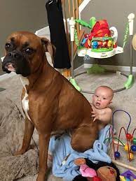 Boxer training is one of the most essential activities in a boxer dog's life. There Is No Lap Too Small For A Boxer Boxer Dogs Funny Boxer Dogs Boxer Puppies