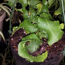 This plant arrived in perfect condition; Epiphyllum Guatemalense Monstrosa Epiphyllum Curly Locks Curly Sue Uploaded By Treefrog44