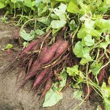 Pin On Jardin