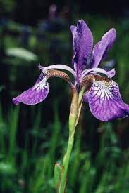Can Irises Be Moved In Spring Spring Flowering Bulbs When To Transplant Iris Iris Flowers