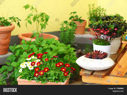 Sedums and sempervivums are also great choices. Terrace Roof Gardening Image Photo Free Trial Bigstock