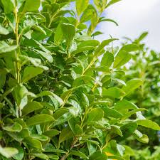 Image result for bay leaf bush foto