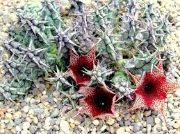 Are there cacti in jeddah desert? Huernia Saudi Arabica World Of Succulents