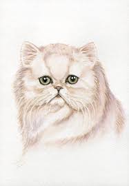 The docile persian is a quiet feline who enjoys a calm and relaxing environment. Persian Cat Paintings 5x7 Print From Original Watercolor Painting Persian Cat Drawing Cat Painting Cat Art Illustration