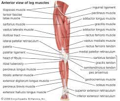 Leg muscle sport trauma and bone pain. Quadriceps Femoris Muscle Anatomy Britannica