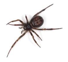 But are false widow spiders, noble false widow, and black widow spiders venomous? False Widow Spider Creeps Across Uk Steatoda Nobilis Live Science