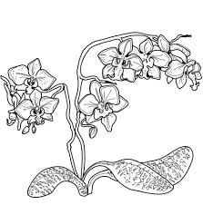 Orchid bees are found only in the americas. Orchid Coloring Pages Coloring Home