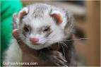 Water ferret