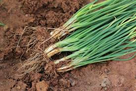 Be careful when you pull them up that you don't damage them. Tips For Growing Spring Onions Envii