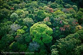 In forest ecology, canopy also refers to the upper layer or habitat zone, formed by mature tree crowns and including other biological organisms. Pictures Of Tropical Rainforests Canopys Aerial View Of Lowland Tropical Rainforest Canopy Along The Rio Backyard Canopy Garden Canopy Garden Canopy Lighting