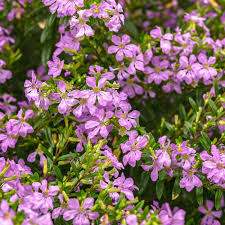 Image result for Cuphea hyssopifolia