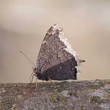 The adults mate in spring and females lay their eggs on the twigs of host plants. Mourning Cloak Revisited Field Station
