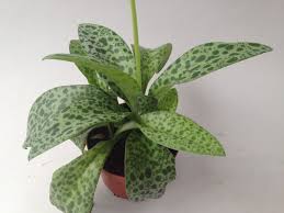 Find many great new & used options and get the best deals for • ledebouria socialis violacea — leopard lily live plant at the best online prices at ebay! Ledebouria Socialis Mit Blutenansatz Solange Der Vorat Reicht Orchideen Wichmann De Hochste Gartnerische Qualitat Und Erfahrung Seit 1897