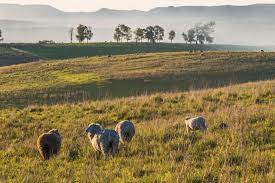 Uruguay is well known for its stable political system and is considered to be one of the least corrupt countries in latin america (second only to chile). So Schon Ist Eine Reise Nach Uruguay Urlaubsguru