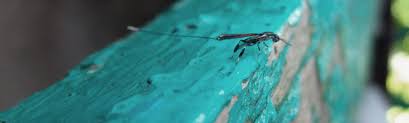 Choosing and working with a pest control company. Pest Control Termite Extermination In New Orleans Pied Piper Pest Control Inc