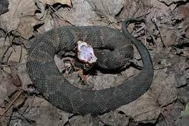 Cottonmouth Water Moccasin Reptiles And Amphibians Snake Amphibians