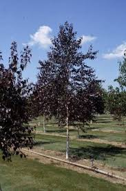 Royal Frost Birch Is The Second Generation Of Red Leaved White Bark Birch A Cross Between Whitespire Bir Wooded Landscaping Garden Design Garden Illustration