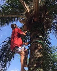 Joe Igbokwe , APC stalwart, finally travel to the village in the East after  so many years , climb palm tree to show peace has finally returned to the  East .