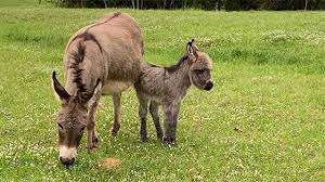 For mini donkey pet advice, consult with a vet and make sure to do thorough research. Reward Offered After 4 Pet Donkeys Shot Dead In Smith County