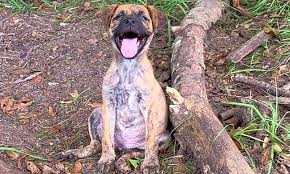 Look at pictures of plott hound puppies who need a home. 3 Precious Puppies To Adopt Now In Tampa