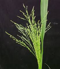 Image result for Panicum deustum