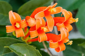 Image result for Pyrostegia