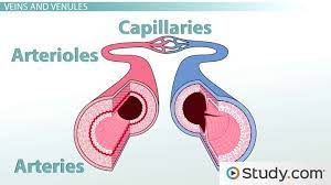 Differentiate among the structure of arteries, veins, and capillaries. Blood Vessels Arteries Capillaries More Video Lesson Transcript Study Com