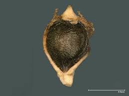 Image result for Eleocharis caduca