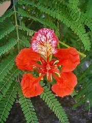 Image result for Chamaecrista fenarolii