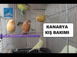 kanaryalar icin kis bakimi nasil olmali youtube bakken akvaryumlar kis