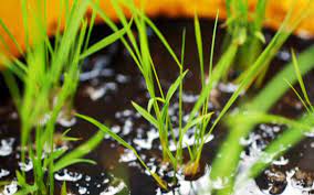 How To Grow Rice On A Small Scale Five Gallon Bucket Growing Rice Heirloom Vegetables