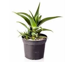 Succulentcity.com is the internet's largest cactus + succulent community. Selection Of Succulent House Plants