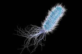 Soil, water and other moist locations. Bakterien Pseudomonas Aeruginosa Stock Abbildung Illustration Von Makro Hintergrund 80619451