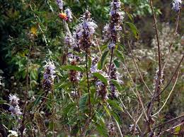 Image result for Caryopteris odorata