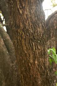 Image result for Ziziphus abyssinica