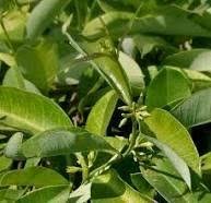 Image result for Cryptolepis