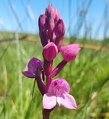 Image result for Disa walleri