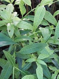 Image result for Pseuderanthemum ludovicianum