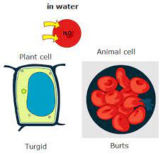This means that if they are placed in pure water because their cytoplasm is a stronger solution than the pure water, water will pass into the cells by osmosis. Osmosis Biology Notes For Igcse 2014