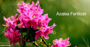 Maybe you would like to learn more about one of these? How To Feed Azaleas