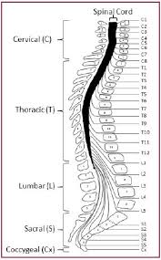 Long bone diagram labeled colored 12 photos of the long bone diagram labeled colored , bone. Understanding Spinal Cord Injury Part 1 The Body Before And After Injury Model Systems Knowledge Translation Center Msktc