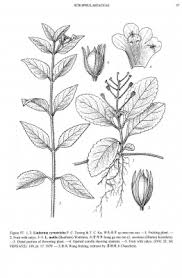 Image result for Linderniella