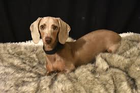 What is the difference between adopting a dog, adopting a cat, adopting a kitten or adopting a puppy versus getting dogs for sale, cats for sale, puppies for sale or kittens for sale from. Isabella Miniature Dachshund Dachshund Puppies Miniature Dachshunds Miniature Dachshund
