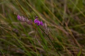 Image result for Polygala hottentotta
