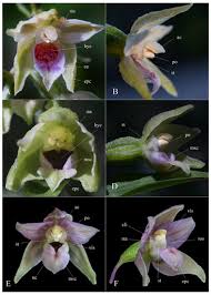 Image result for Epipactis africana