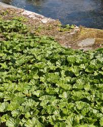 Image result for Gunnera