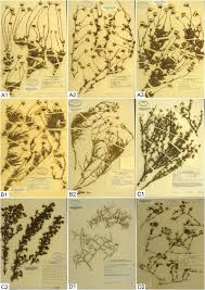 Image result for Lopholaena sp.no.1
