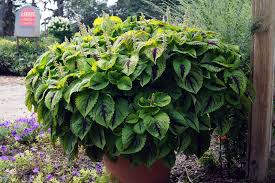 Image result for Coleus