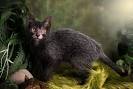 Breeders develop Lykoi cat that looks like a WEREWOLF and ...