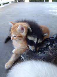 A woman in colorado learned this the hard way when a baby raccoon that she brought home tested positive for rabies.now, she and more than a dozen of her friends who visited the critter need to be. My Friends Cat Is Raising An Abandoned Raccoon With Its Kittens Cute Little Animals Raccoon And Cat Baby Animals